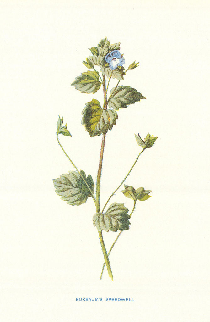Buxbaum's Speedwell. Wild Flowers by Frederick Edward Hulme c1895 old print